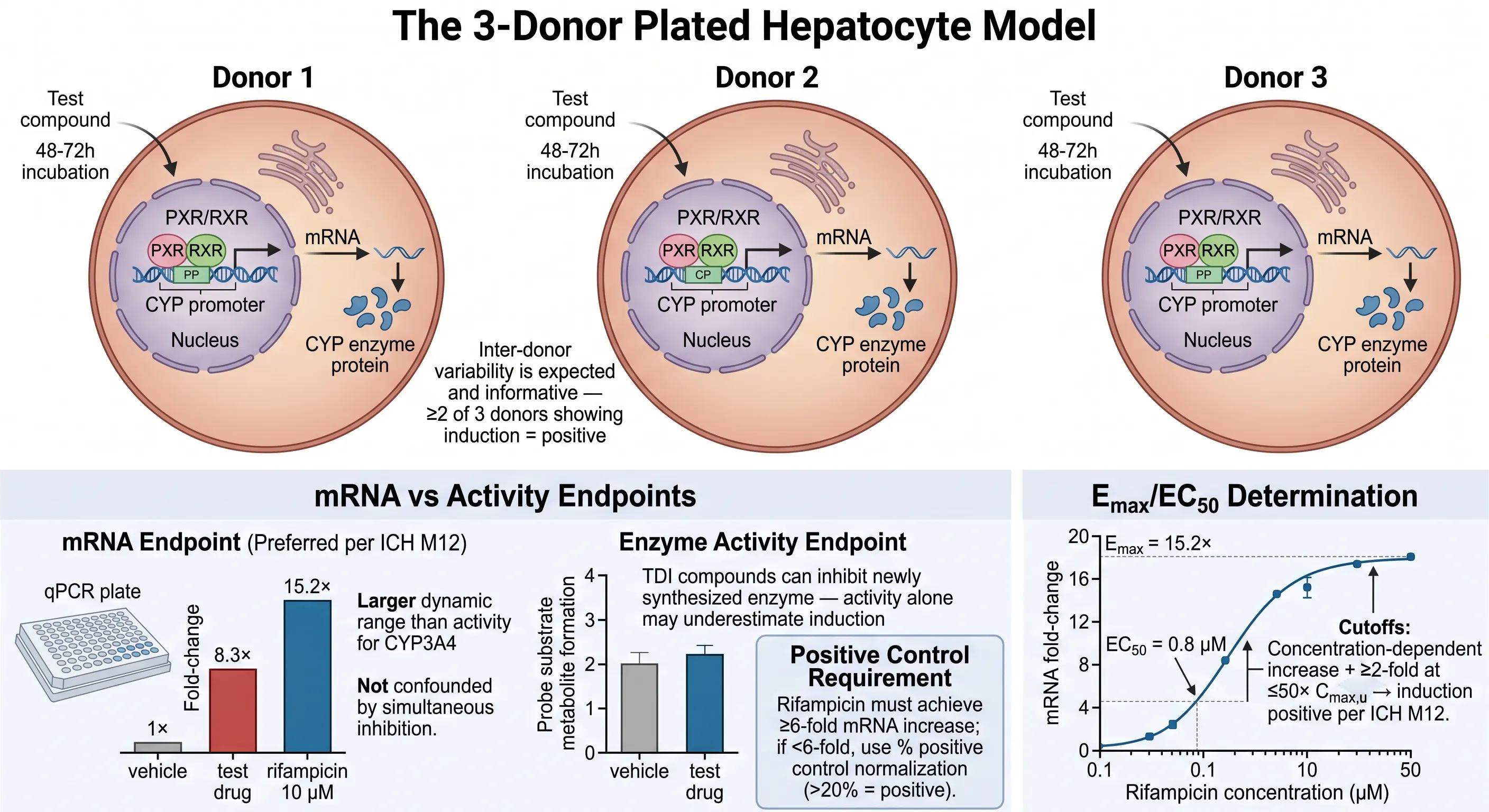 Three-donor plated hepatocyte CYP induction model comparing mRNA qPCR and enzyme activity endpoints with Emax/EC50 determination