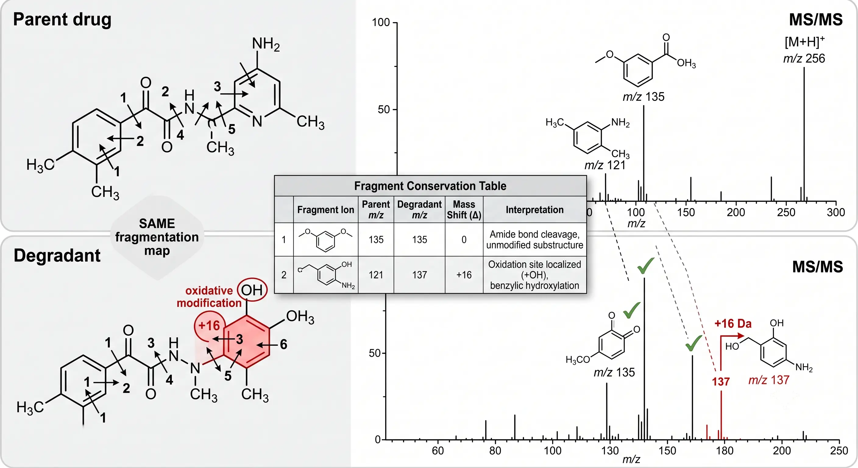 Side-by-side MS/MS comparison showing conserved and mass-shifted fragment ions between parent drug and degradant