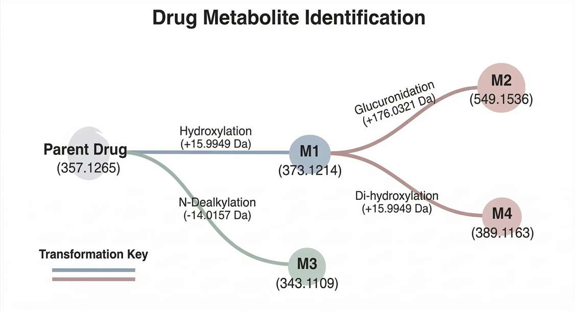 Proposed metabolic pathway network and biotransformation tree