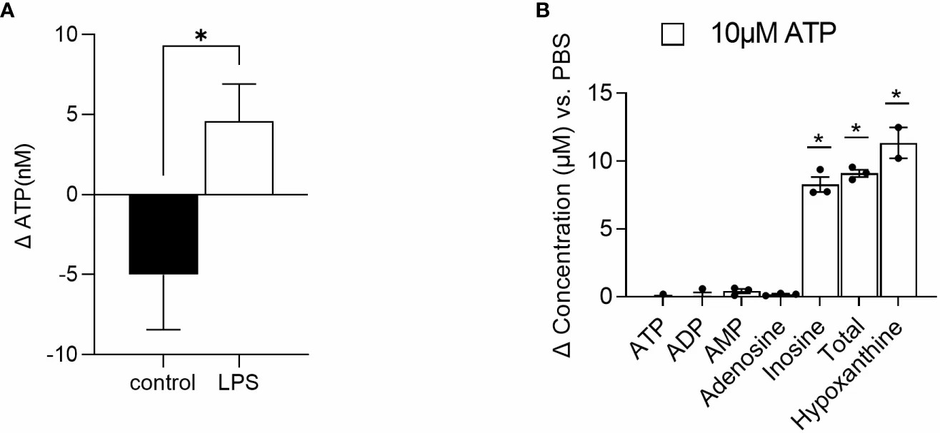 Application of HILIC-HPLC-MS/MS for quantifying ATP release and degradation