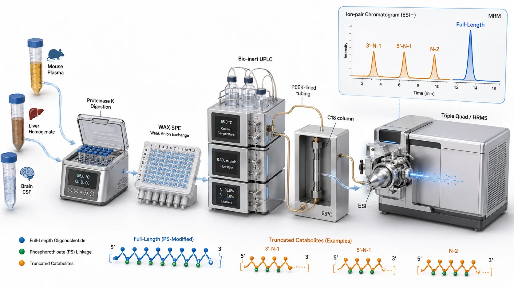 End-to-End LC-MS/MS Bioanalytical Architecture for Oligonucleotide Therapeutics