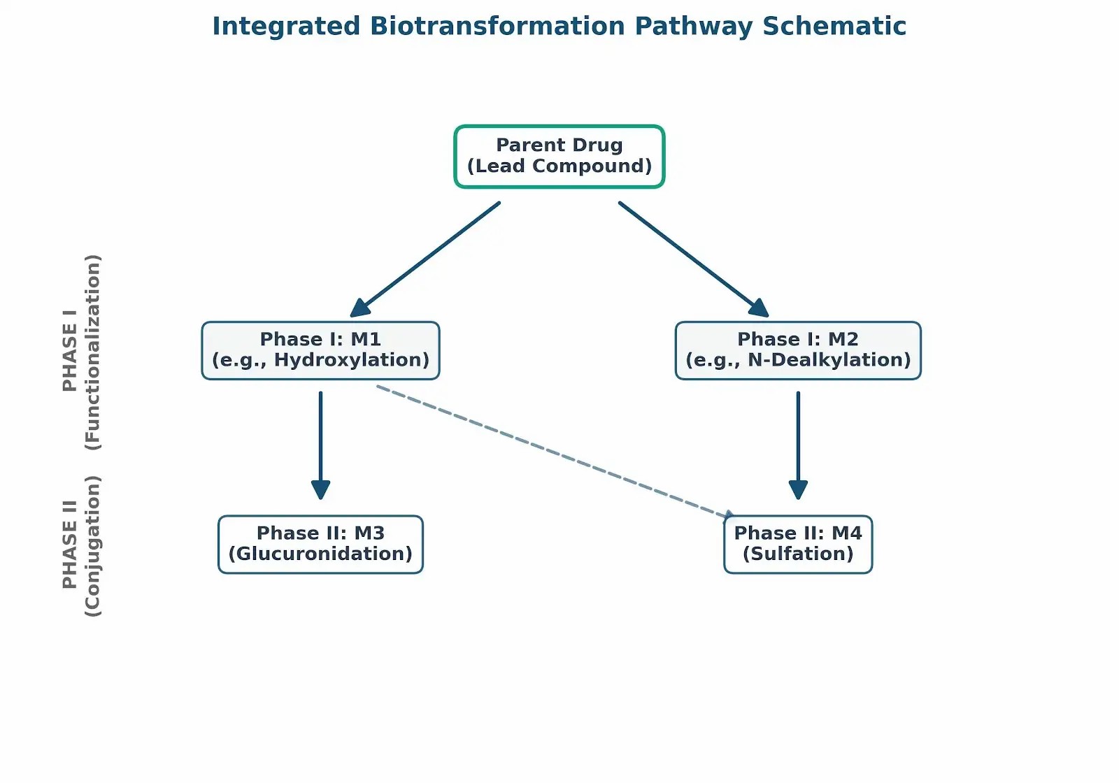 Biotransformation Map / Metabolic Pathway Tree