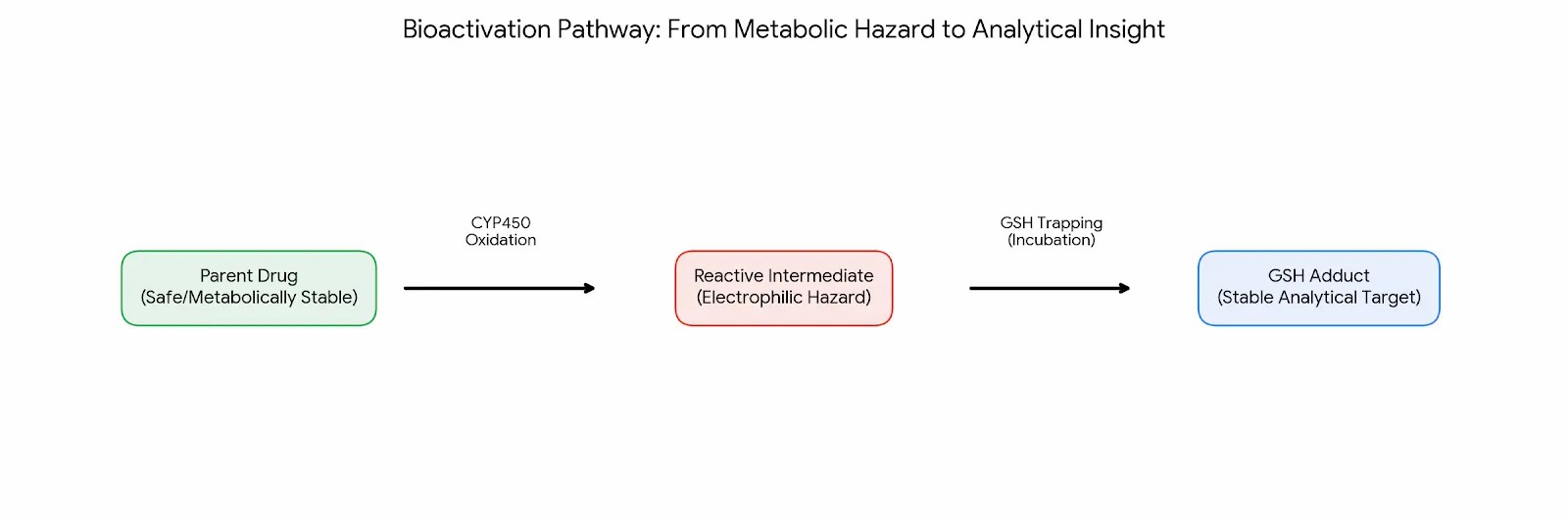 Bioactivation Pathway Diagram