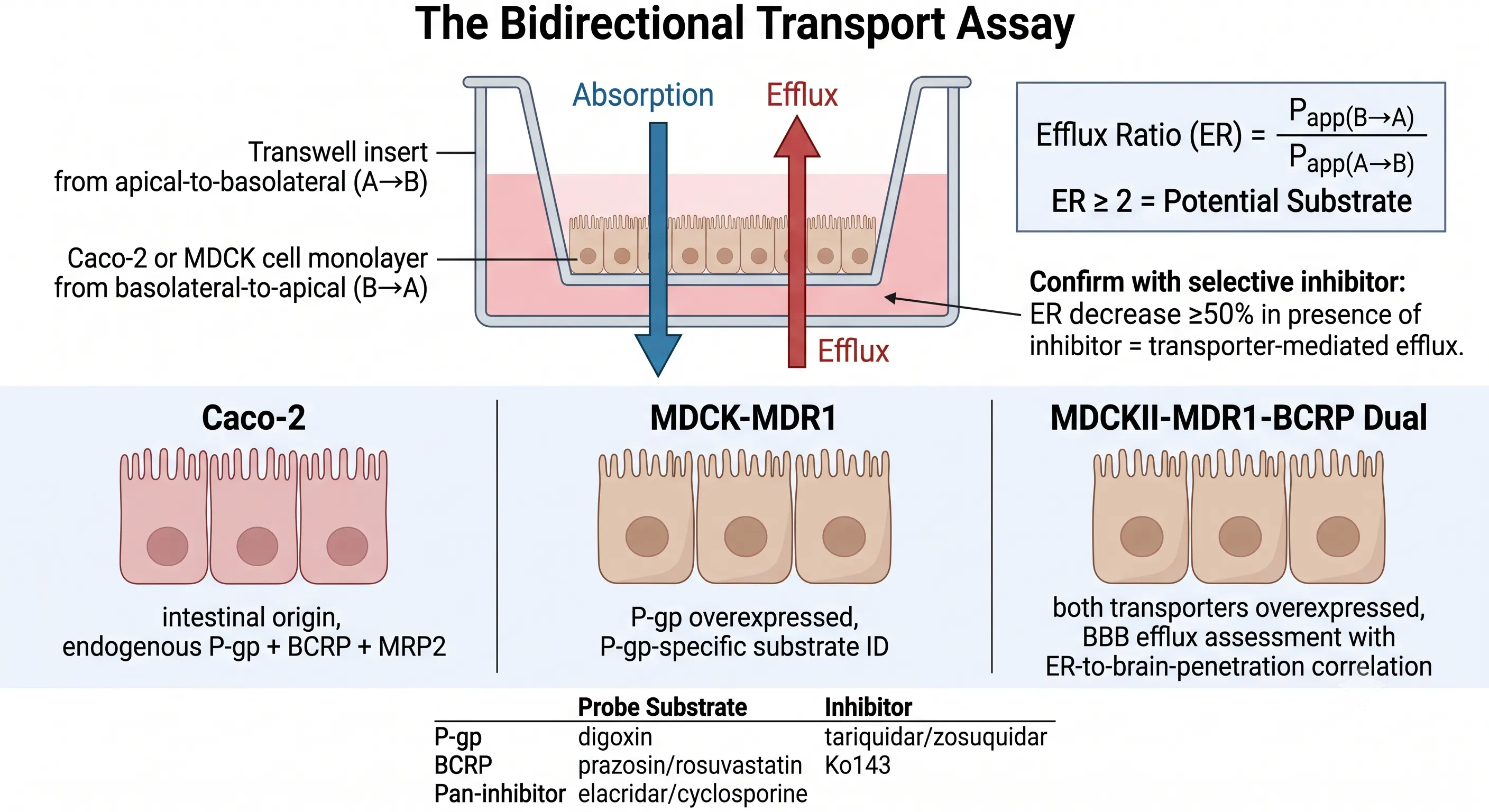Bidirectional permeability assay for P-gp and BCRP efflux transporters with Caco-2, MDCK-MDR1, and dual MDCKII-MDR1-BCRP cell models with probe substrates and inhibitors