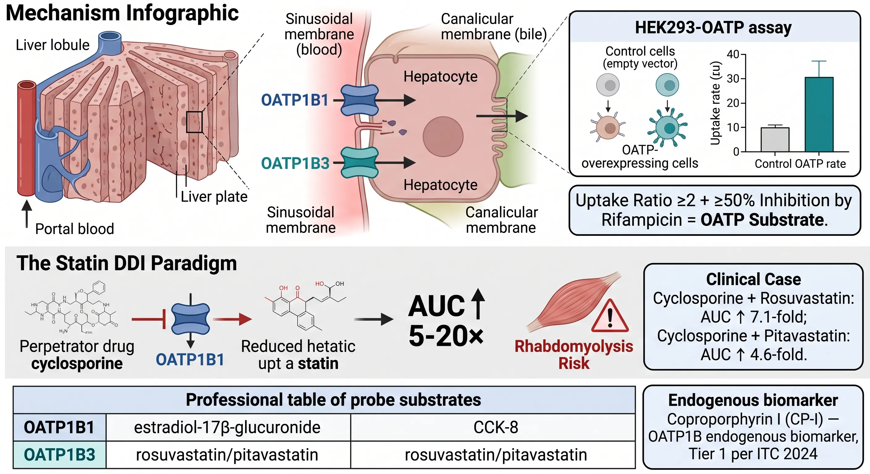 Hepatic OATP1B1/1B3 uptake transporter mechanism with HEK293-OATP assay, cyclosporine-statin DDI paradigm, and coproporphyrin I endogenous biomarker