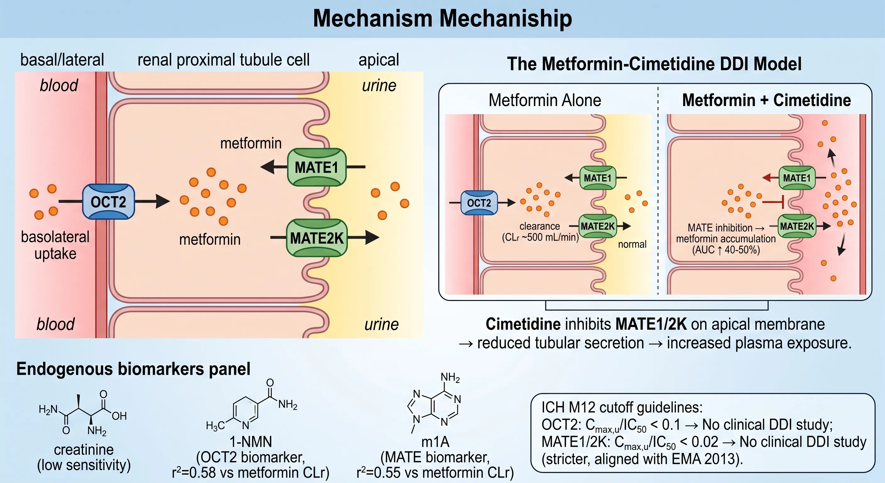 Renal proximal tubule cell diagram showing OCT2 basolateral uptake and MATE1/MATE2K apical efflux with metformin-cimetidine DDI model and endogenous biomarkers 1-NMN and m1A