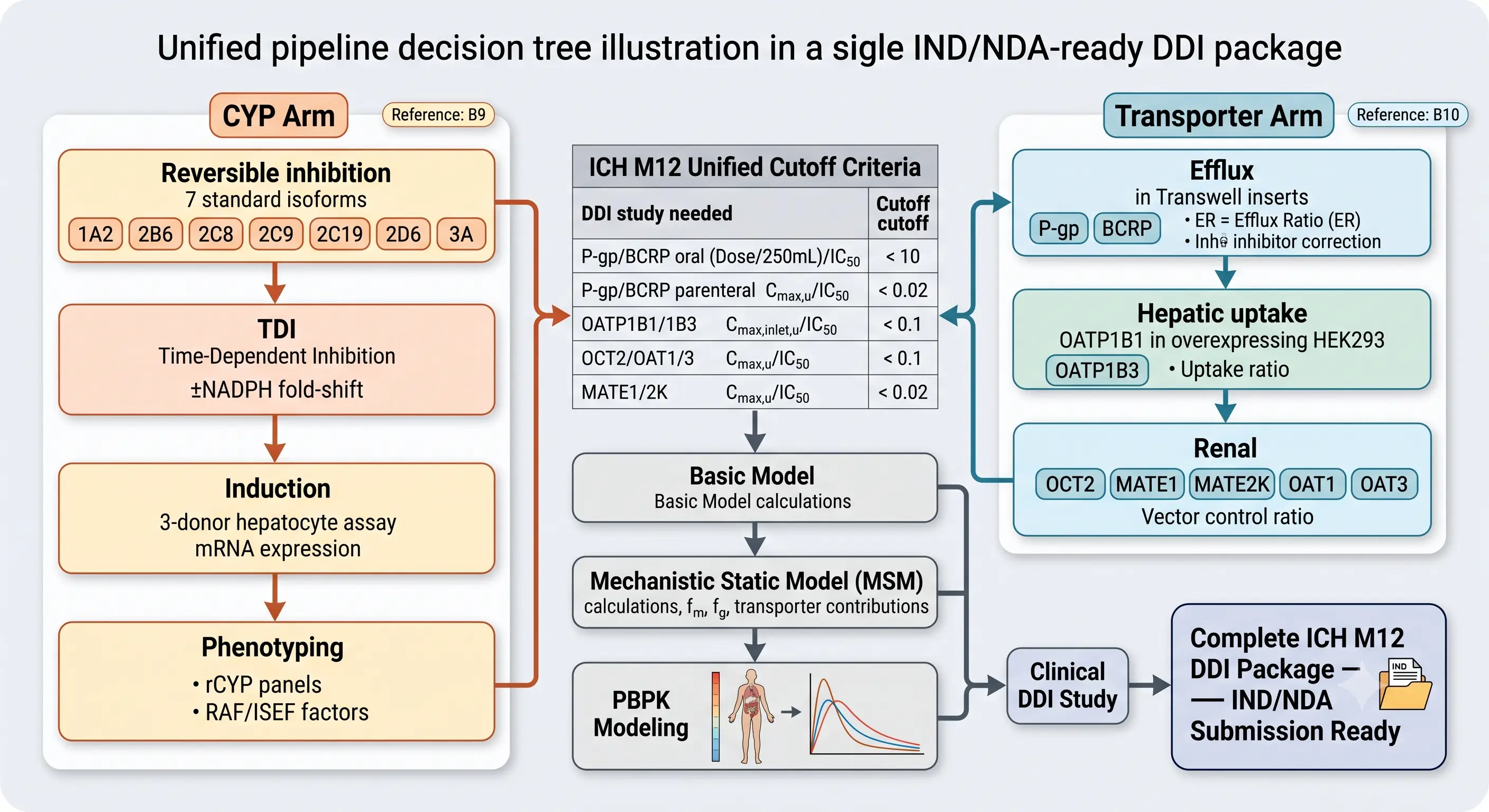 Unified CYP and transporter DDI assessment workflow converging into ICH M12 cutoff criteria and the Basic Model to Mechanistic Static Model to PBPK prediction pipeline